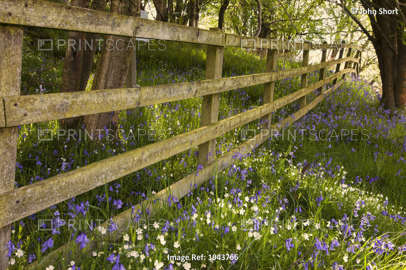 A Wooden Fence In A Forested Area With Blue And White Wildflowers On The ...