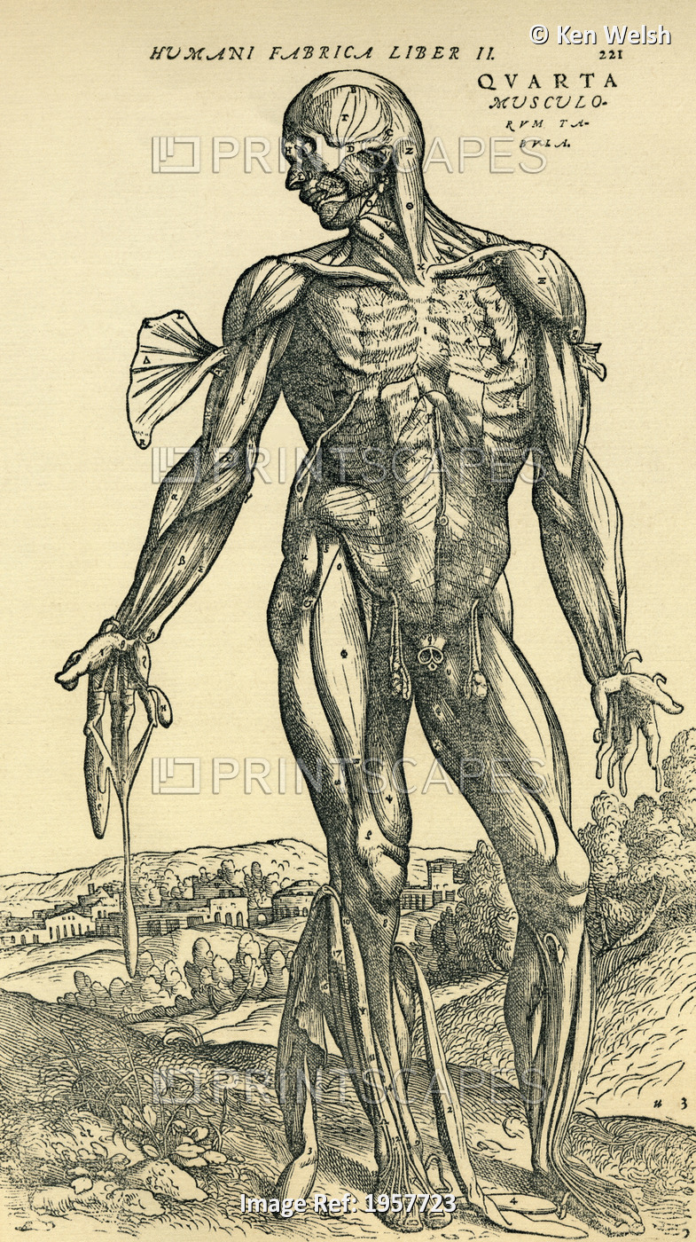 Front Of Male Human Body. Anatomical Study Originally Published In De Humani ...