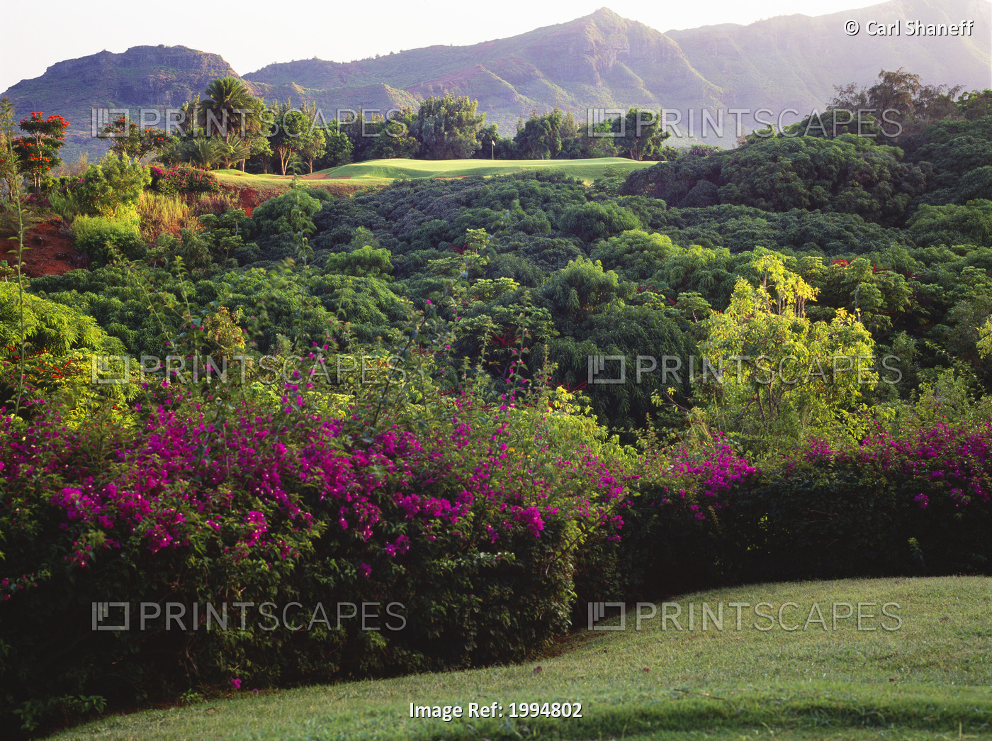 Hawaii, Kauai, Lihue, Kauai Lagoons Golf Course, Kiele Course, Flowers And ...
