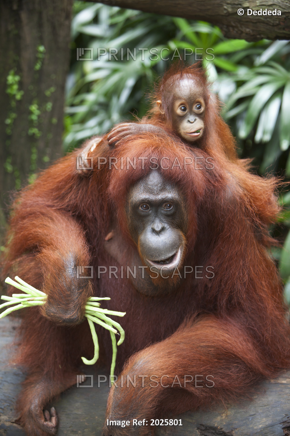 A Mother Orangutan Eats Vegetables With Her Baby At The Singapore Zoo; Singapore