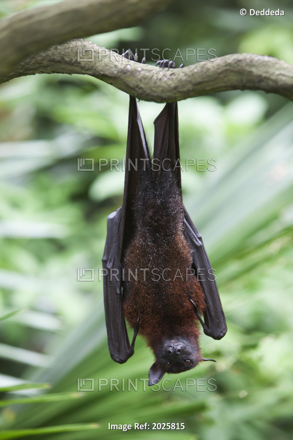 A Flying Fox Bat Hangs Upside Down From A Tree Branch At The Singapore Zoo; ...
