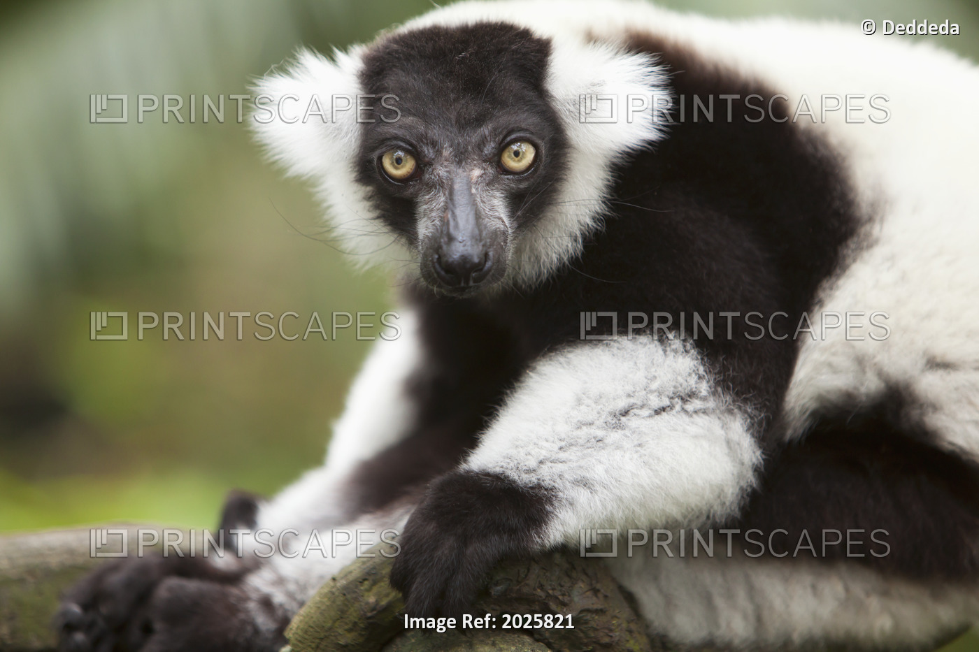 A Black-And-White Ruffed Lemur (Varecia Variegata) At The Singapore Zoo; ...
