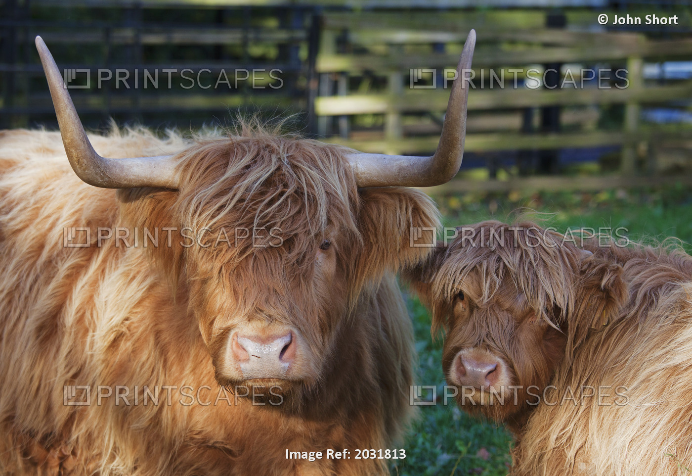 Two Yak In A Fenced Area; Scottish Borders, Scotland