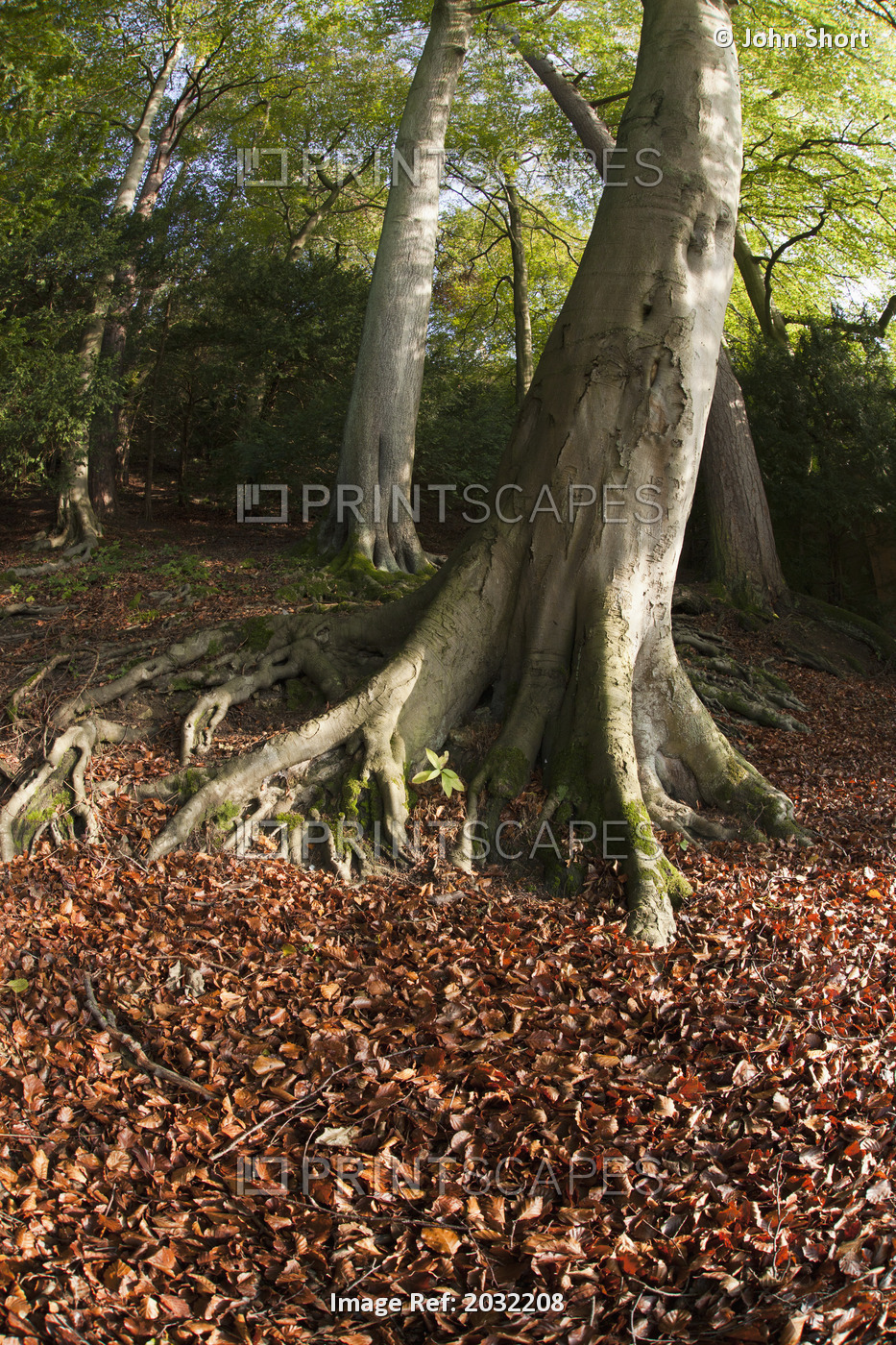 Fallen Leaves On The Ground At The Base Of A Tree In Autumn; North Yorkshire, ...