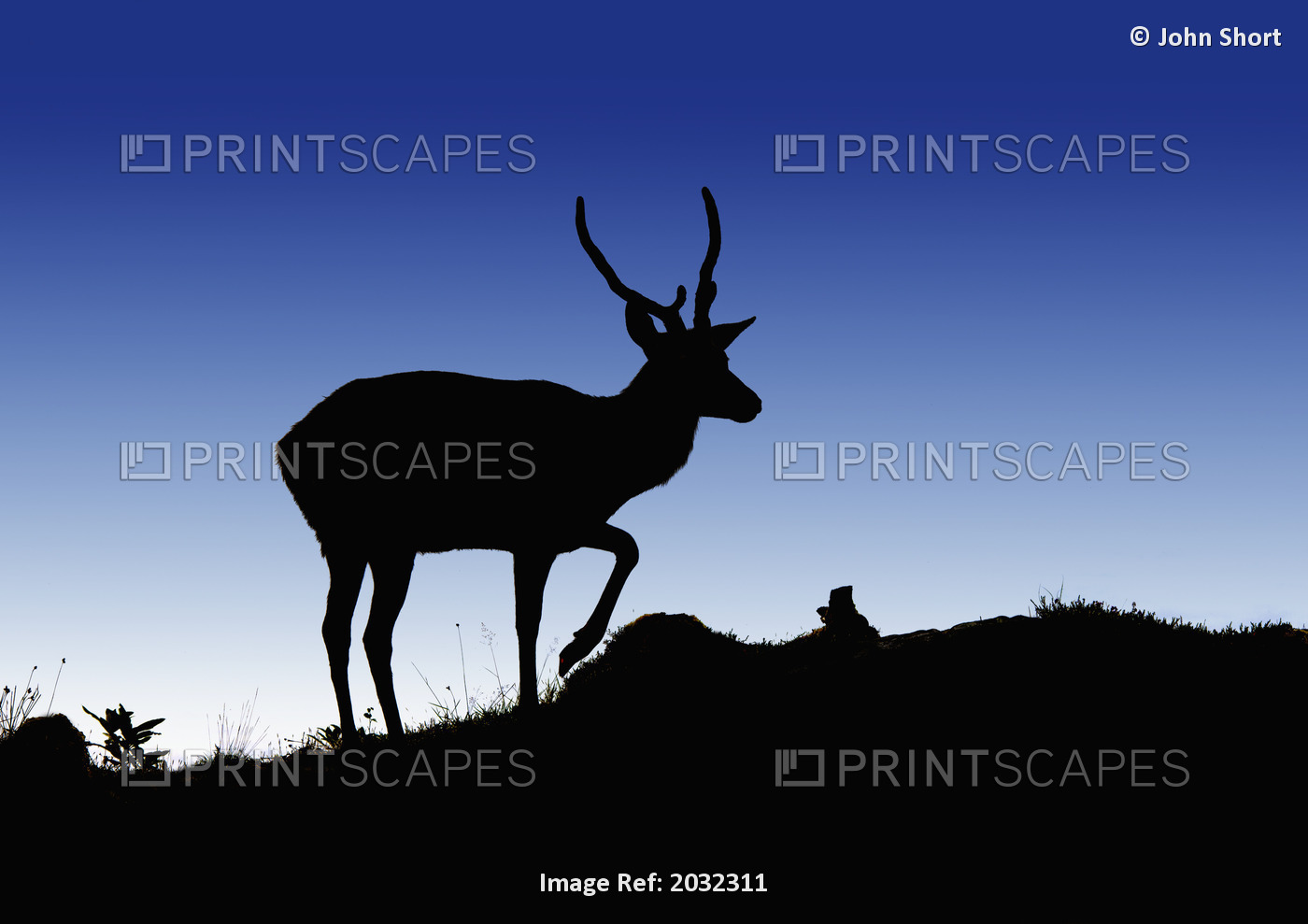 Silhouette Of A Deer Standing On A Hilltop At Dusk; North Yorkshire, England