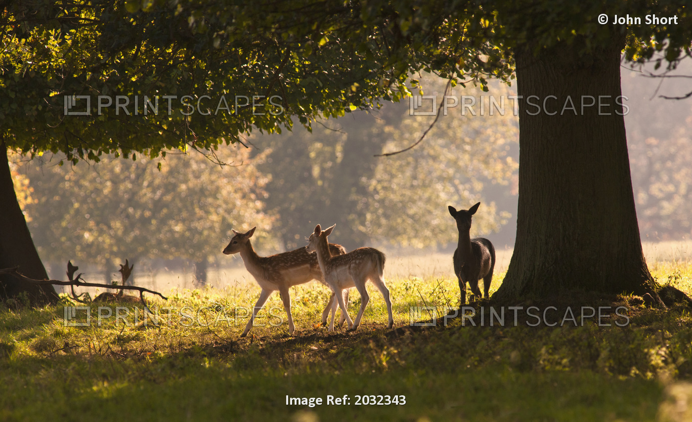 Deer Standing Under A Tree; North Yorkshire, England