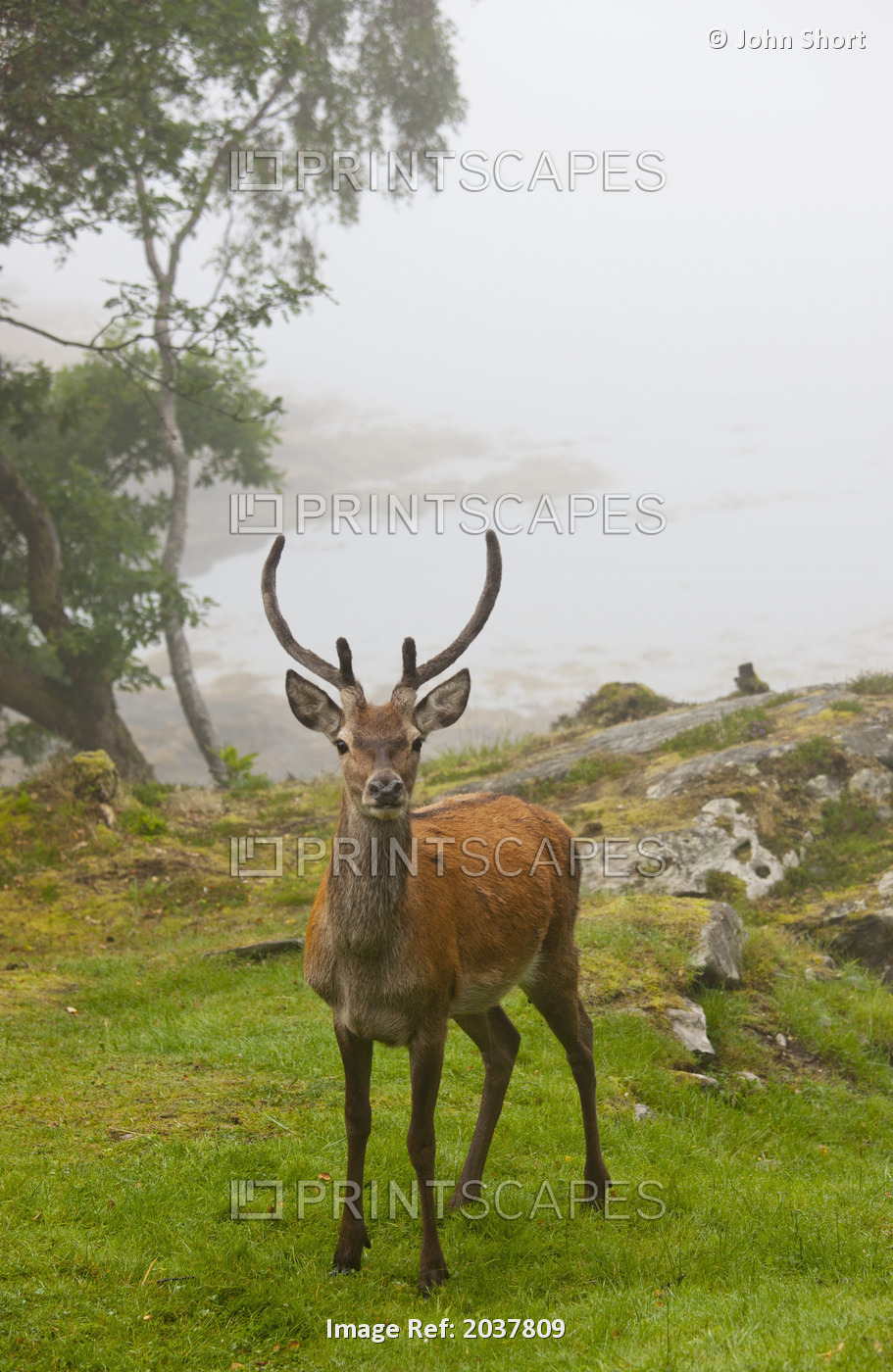 A Deer Stands In A Foggy Meadow By The Water's Edge; Argyll Scotland