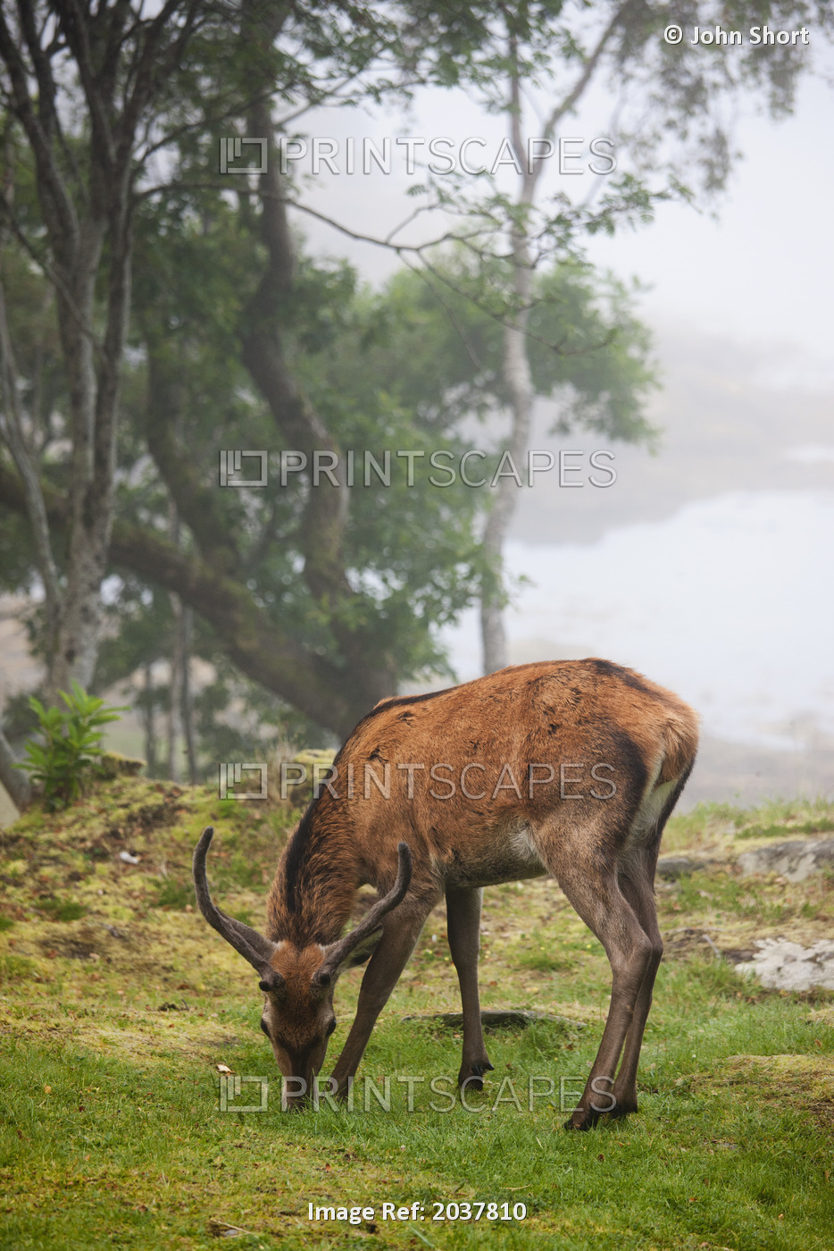 A Deer Grazing In A Foggy Meadow By The Water's Edge; Argyll Scotland