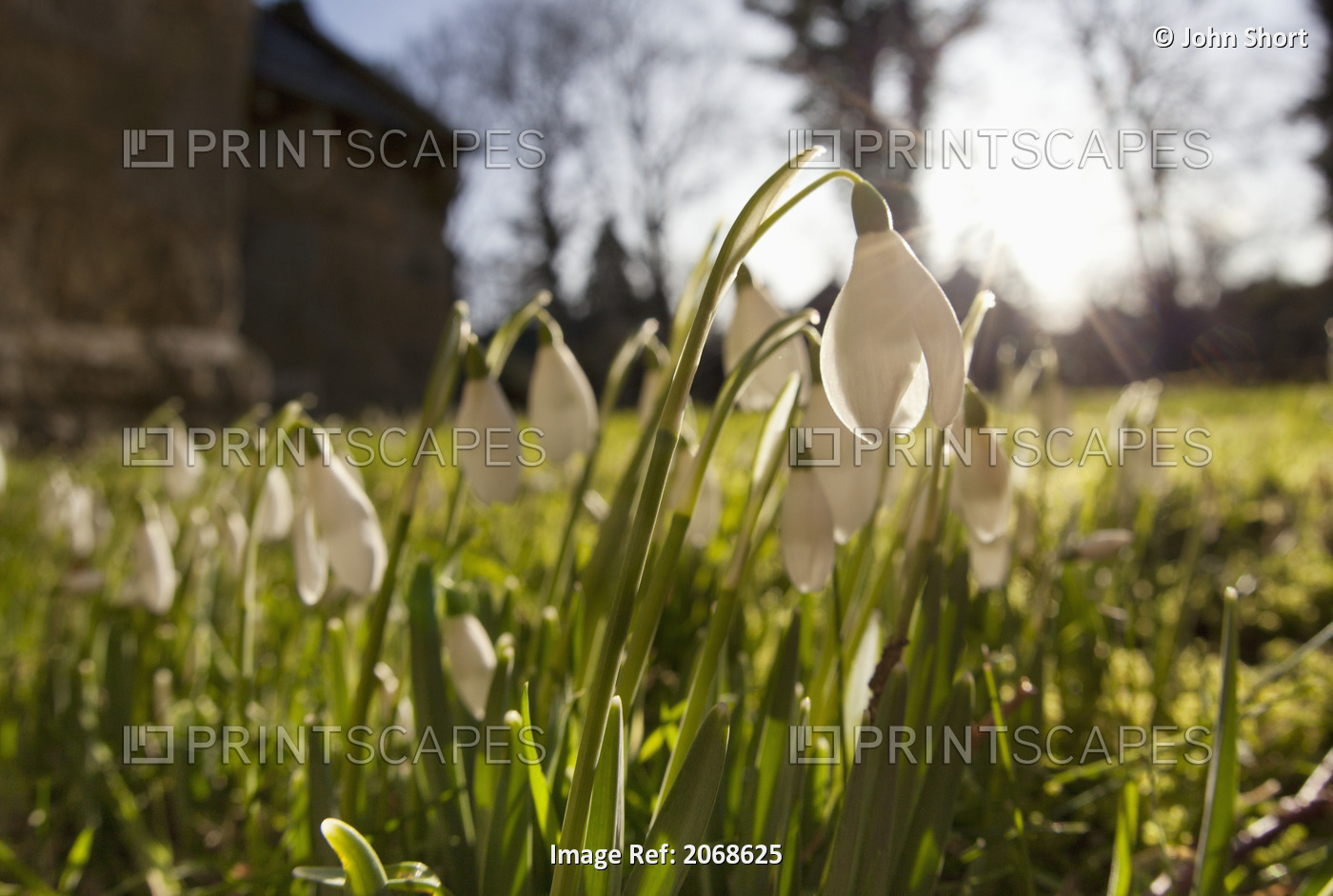 Snowdrop Flowers In The Sunlight; Northumberland, England