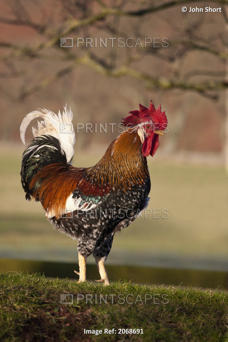 Rooster (Gallus Gallus); Northumberland, England