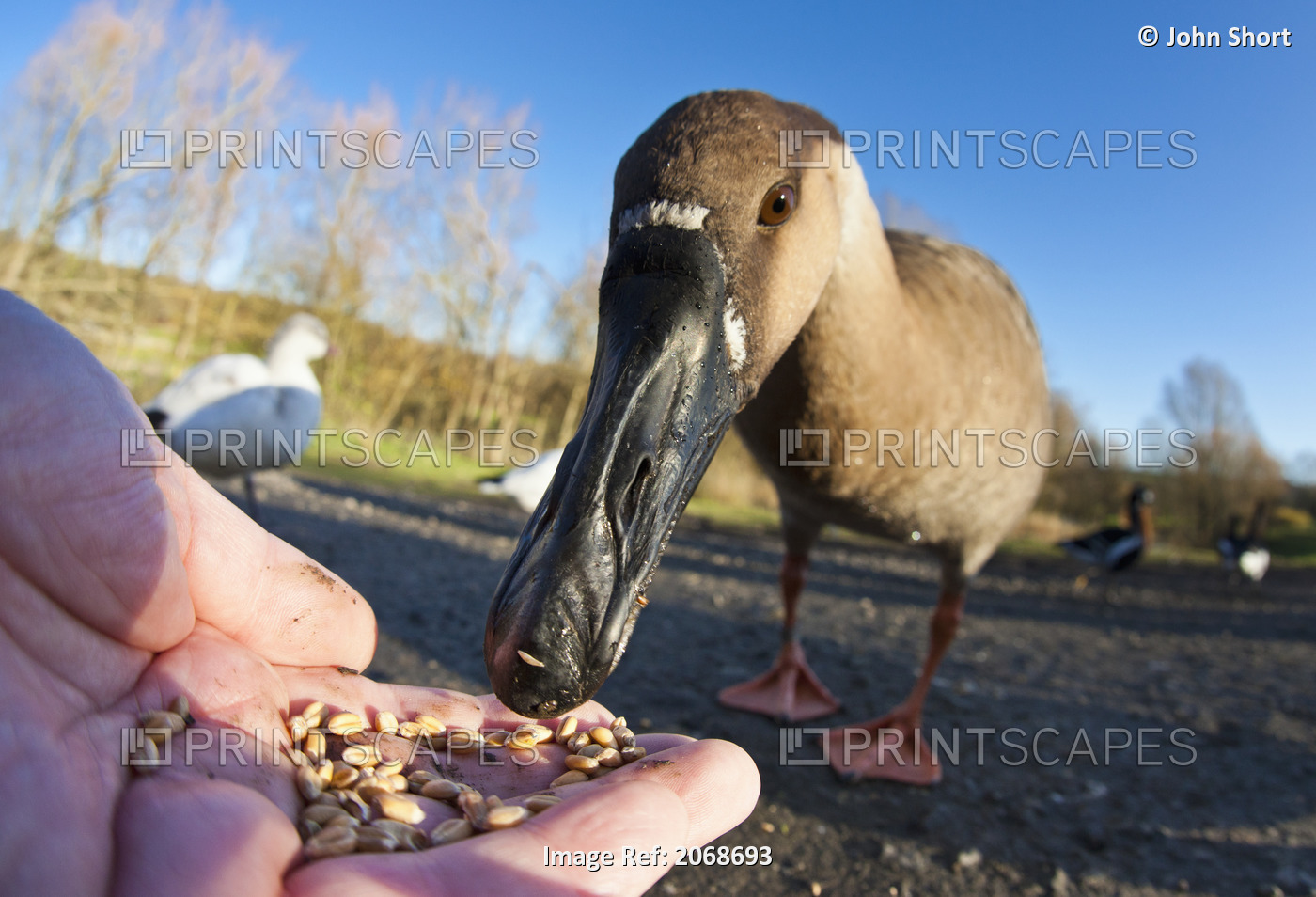 A Bird Eating Seed Out Of A Hand; Washington, Tyne And Wear, England