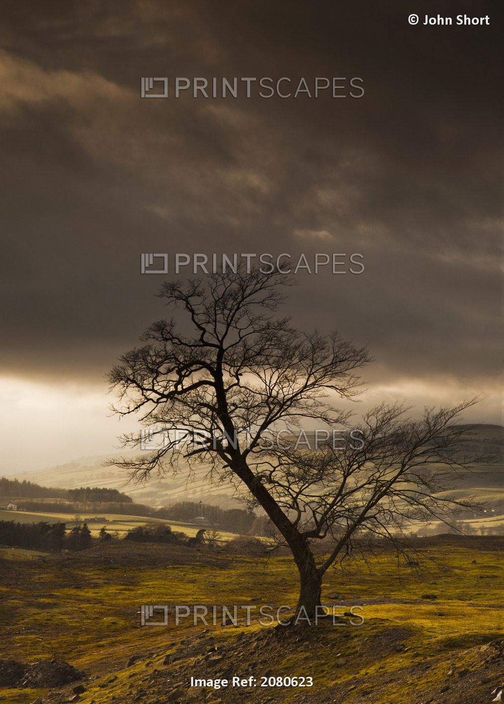 A Leafless Tree With Dark Clouds Overhead; Northumberland, England