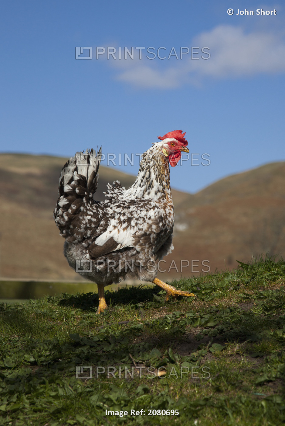 A Rooster; Cheviots, Northumberland, England