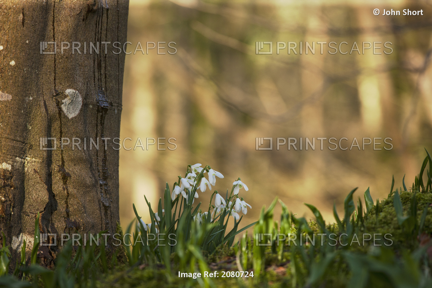 Snowdrops (Galanthus) Blossoming At The Base Of A Tree; Gatehouse Of Fleet, ...