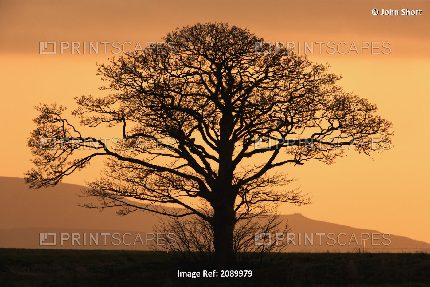 Silhouette of a tree at sunset;Northumberland england