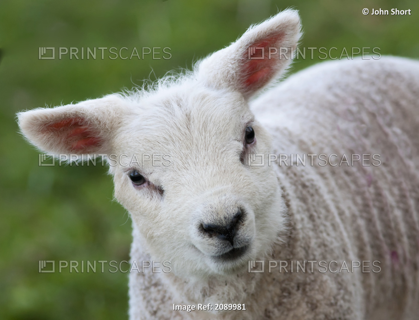 Close up of a lamb;Northumberland england