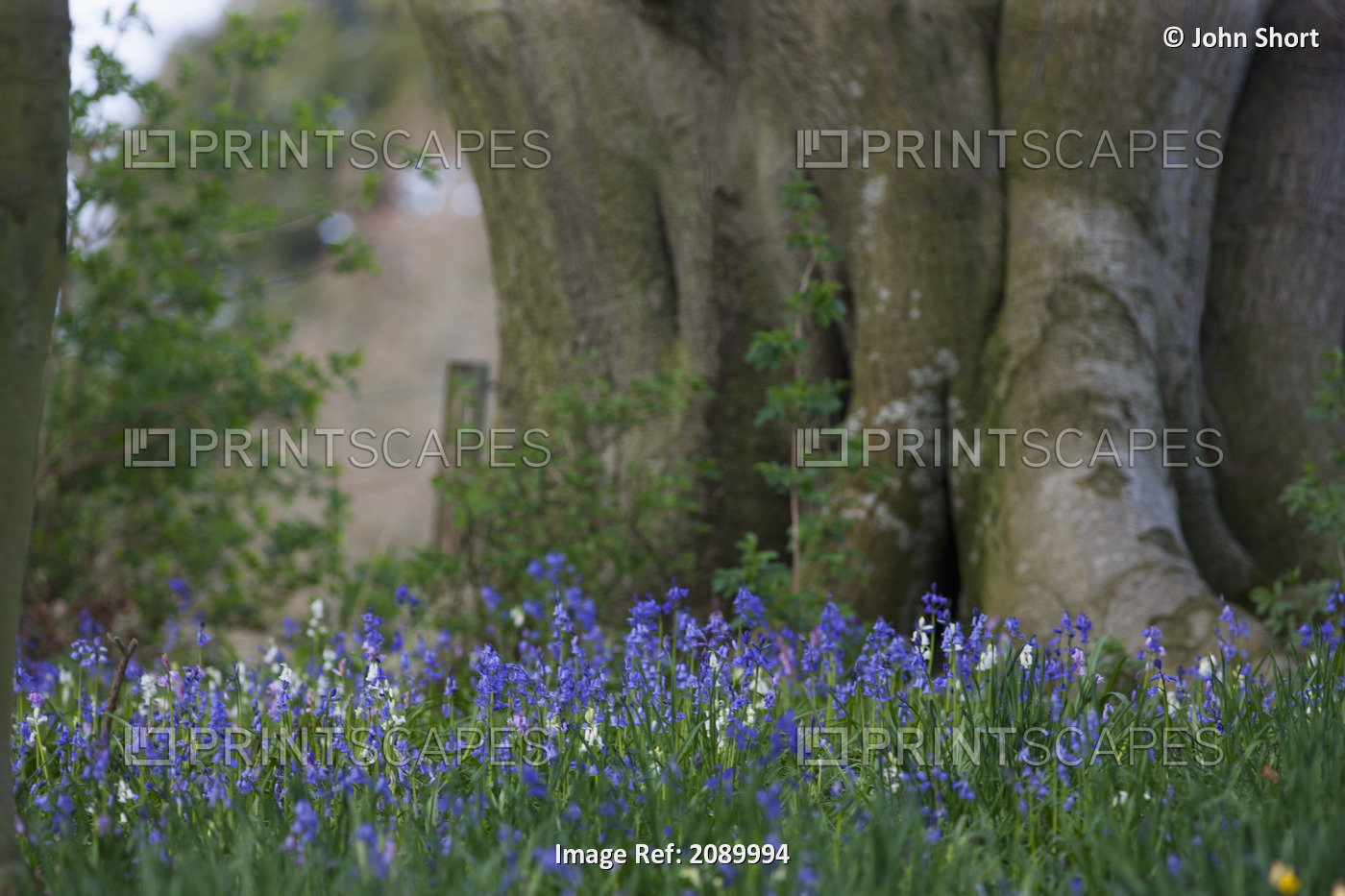 Blue flowers blossoming;Hirsel scottish borders scotland