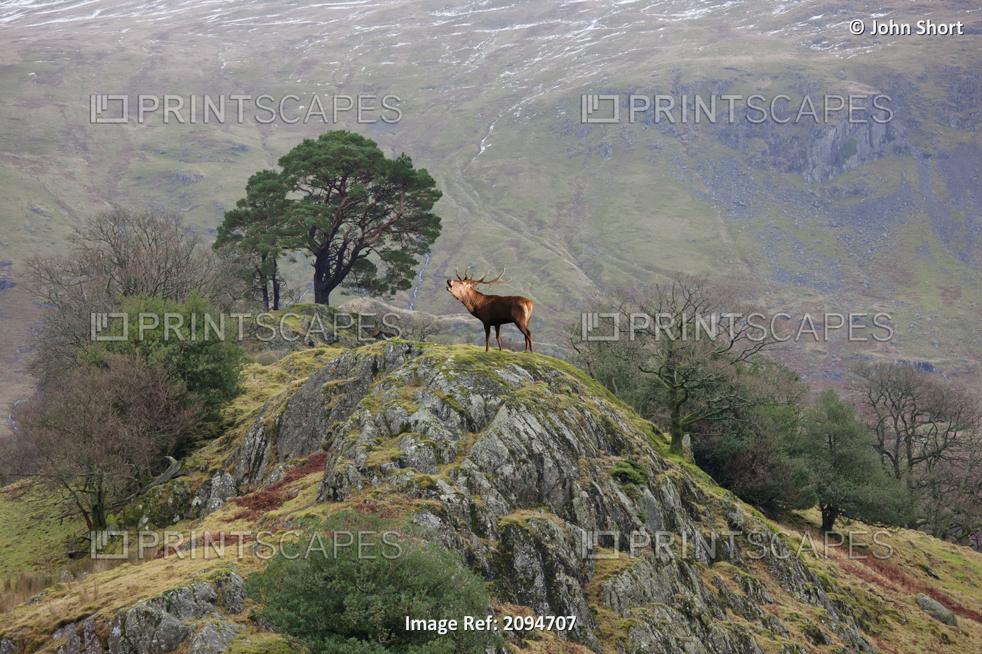 An elk standing on the top of a rock and calling;Cumbria england