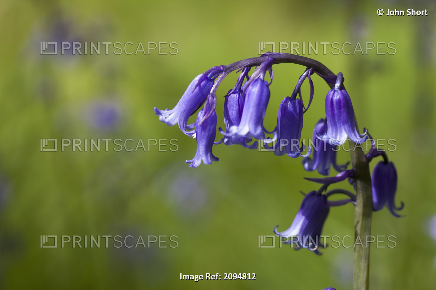 Bluebell (hyacinthoides);Northumberland england