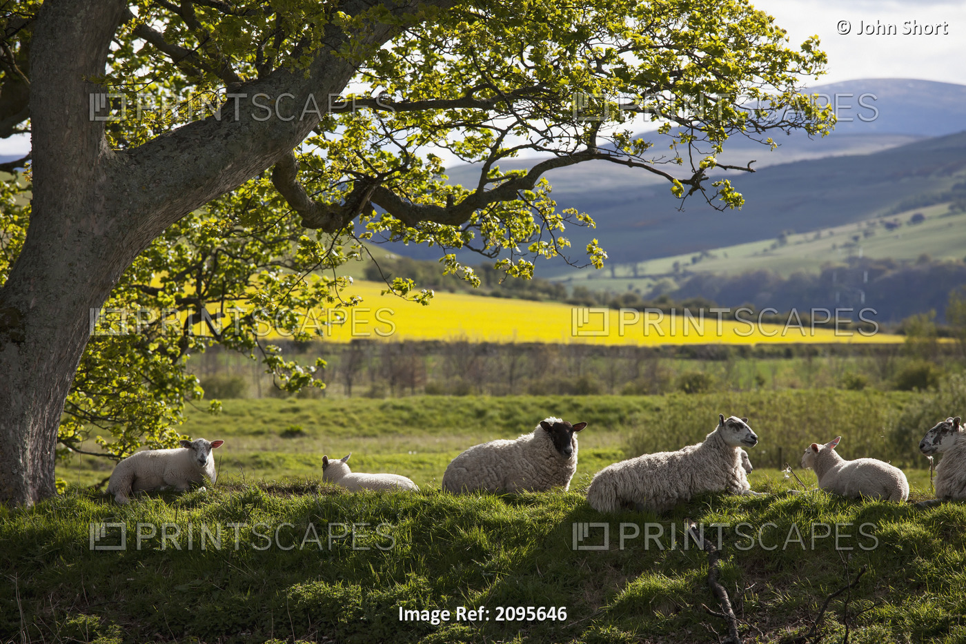 Sheep Laying On The Grass Under A Tree; Northumberland England