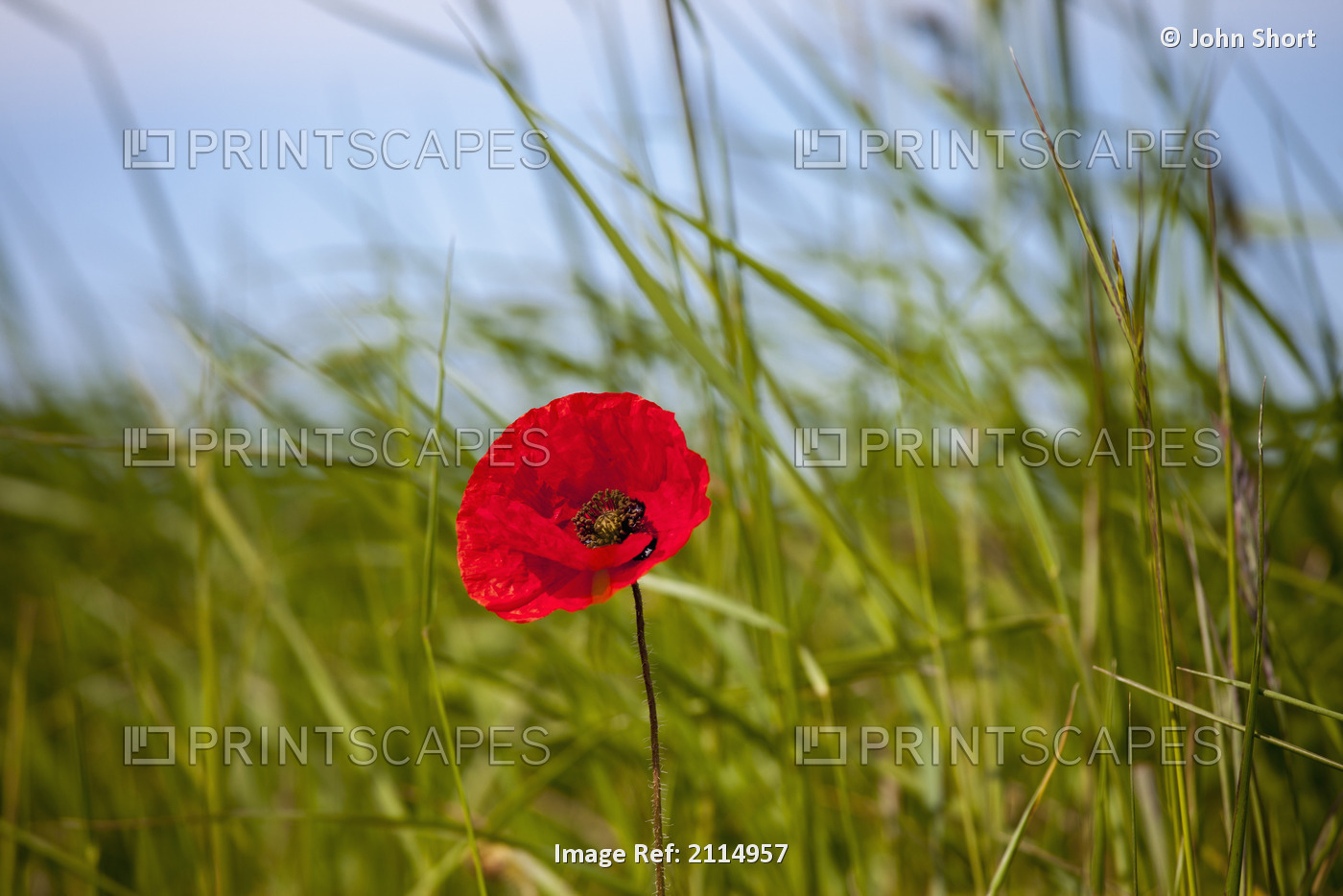 Red poppy in a grass field;Northumberland england