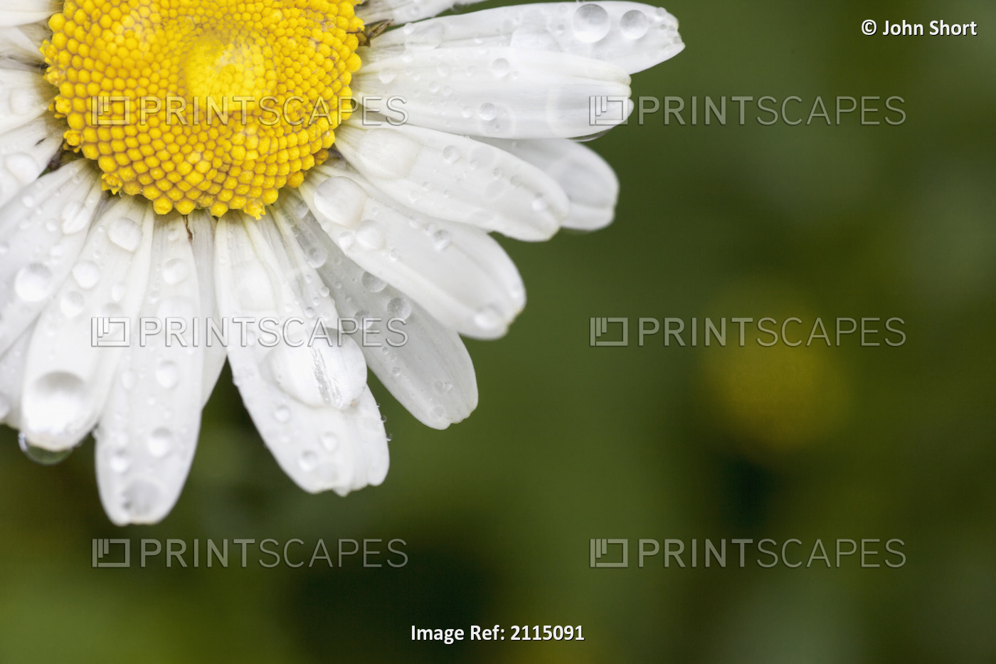 A white daisy with water drops;Northumberland england