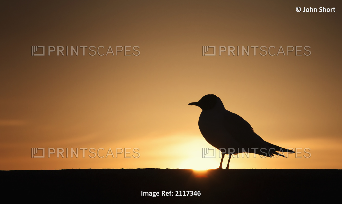 Silhouette of a bird sitting on a fence at sunset;Northumberland england