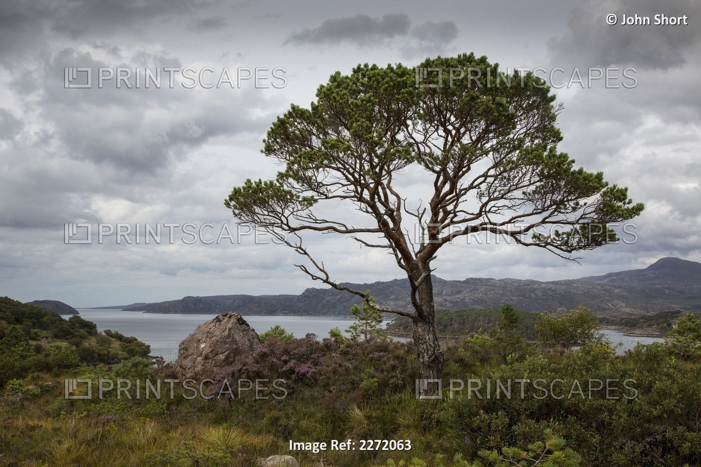 A Tree Stands Along The Coast Under A Cloudy Sky; Applecross Peninsula Scotland