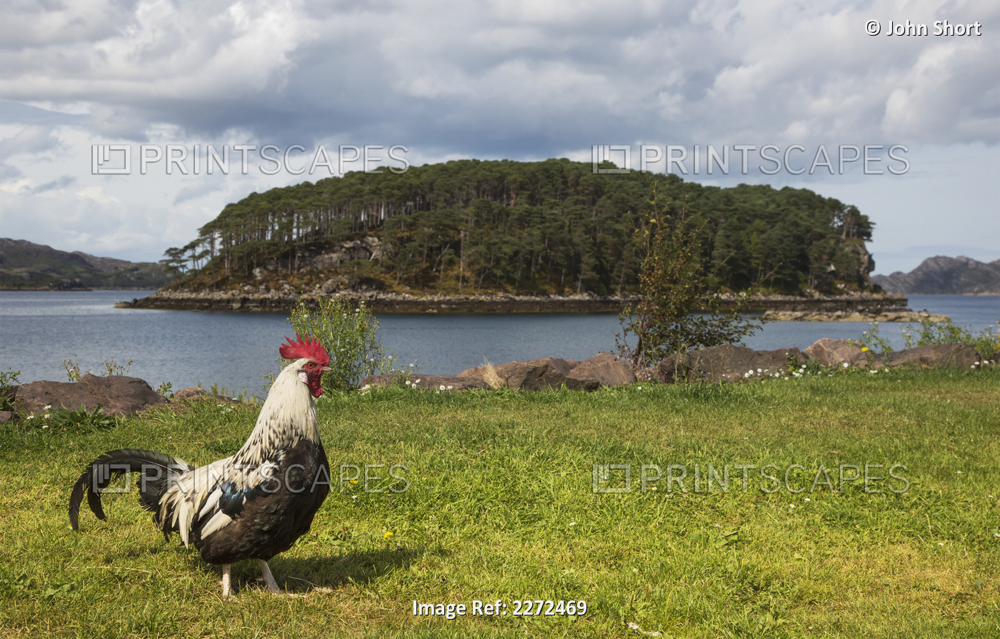 A rooster walks on the grass at the water's edge;Sheildaigh wester ross scotland