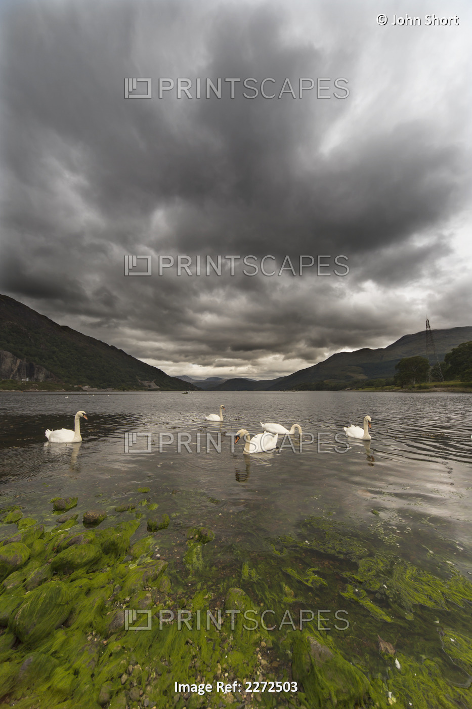 Swans swimming in the water of loch etive;Bonawe argyle and bute scotland