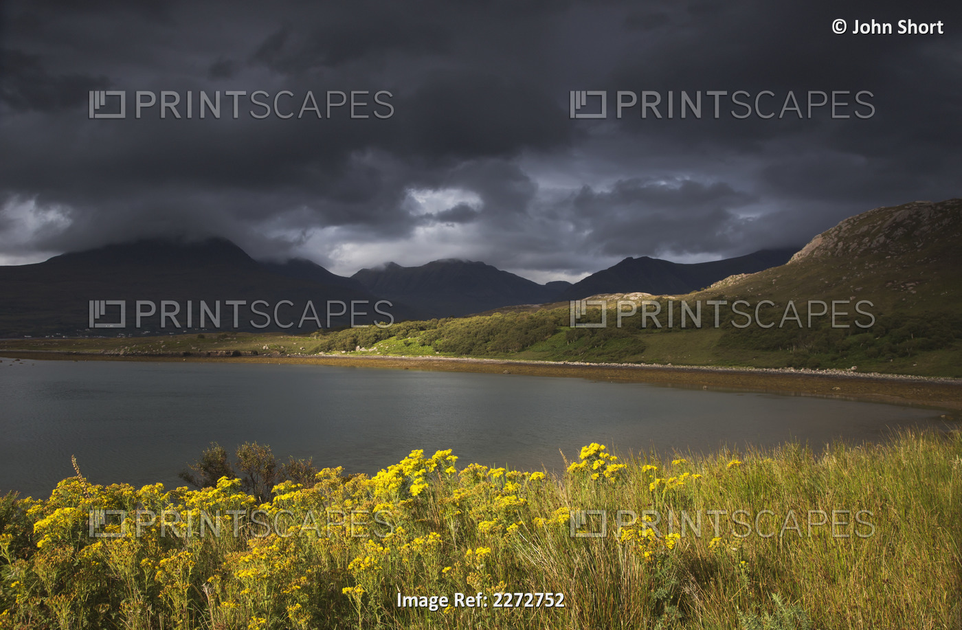 Dark storm clouds hang over the landscape with yellow wildflowers growing at ...