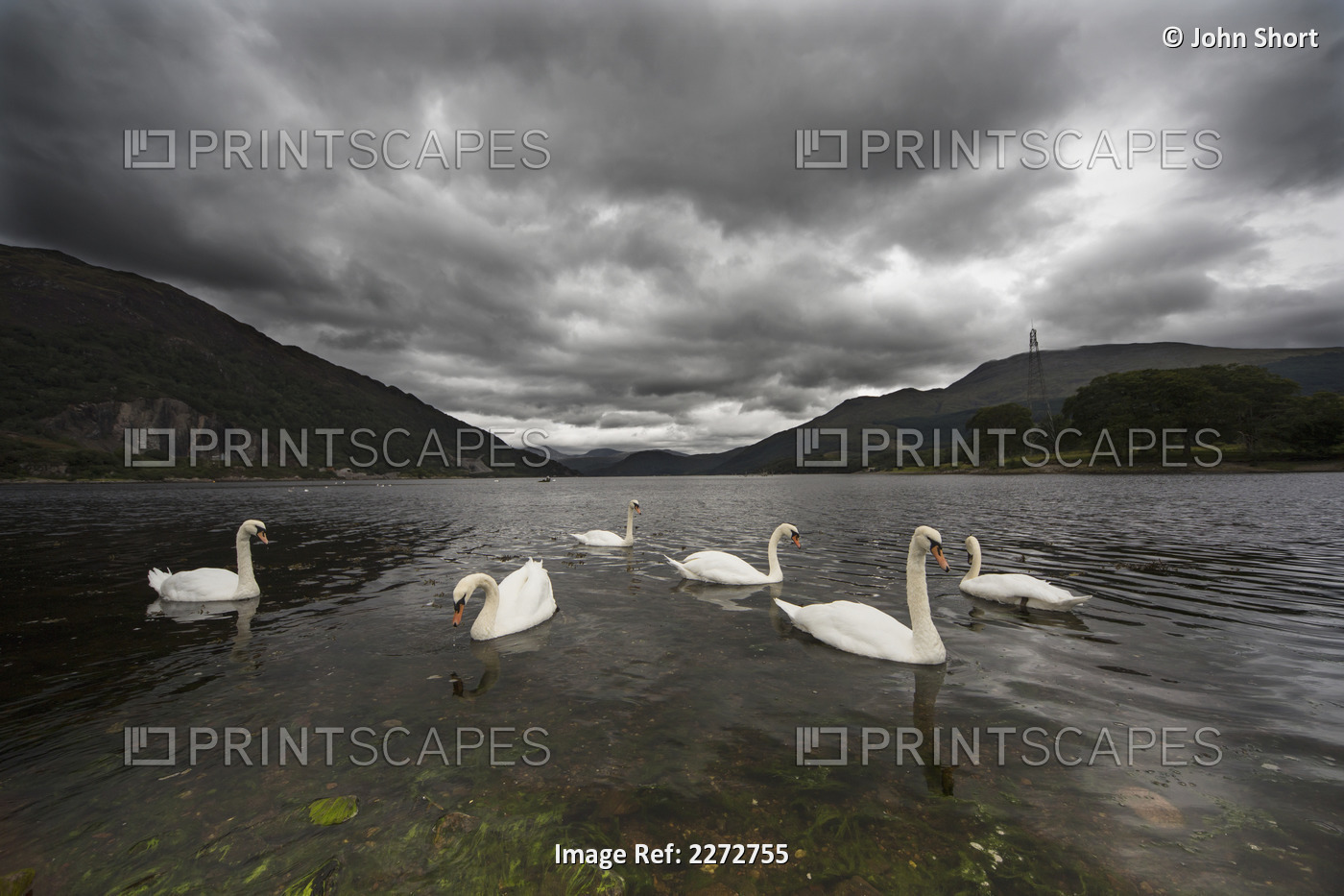 Swans swimming in the shallow water of loch etive under a stormy sky;Argyl and ...