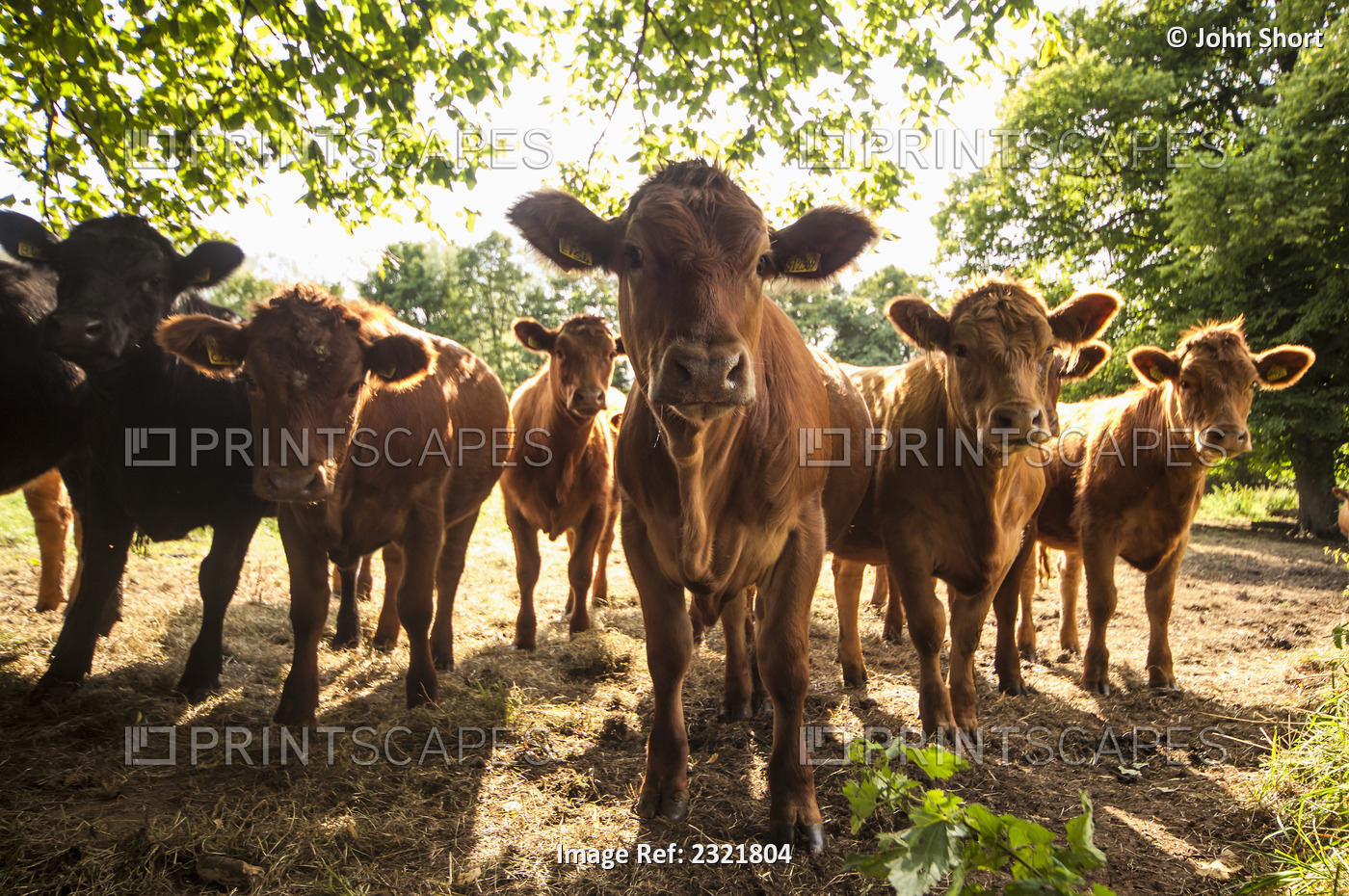 A herd of cows staring at the camera;Northumberland england