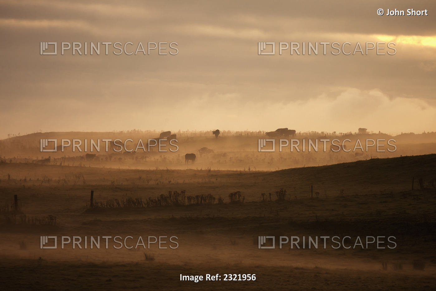 Trees scattered over the hills in the fog at sunset;Dumfries and galloway ...