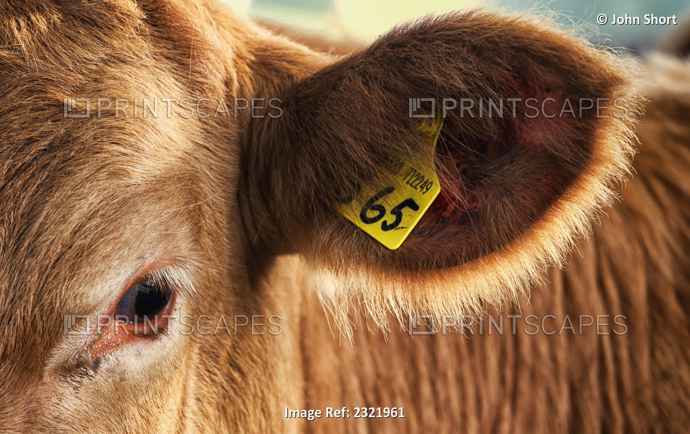 A Tag In A Cow's Ear; Northumberland England