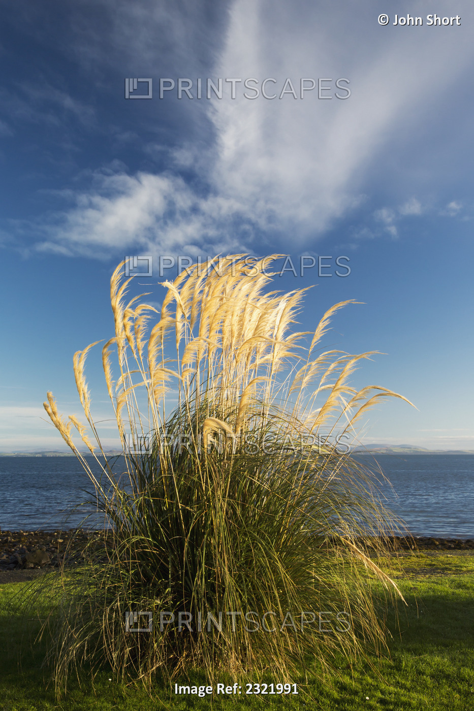 Tall grasses growing at the water's edge;Dumfries and galloway scotland