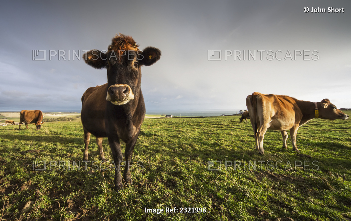 Cows in a field with one cow staring at the camera;Dumfries and galloway ...