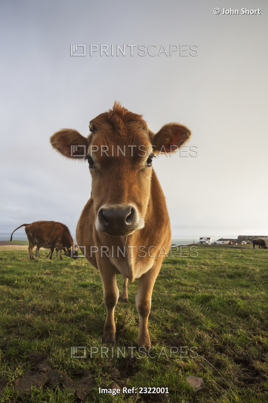 A cow staring at the camera;Dumfries and galloway scotland