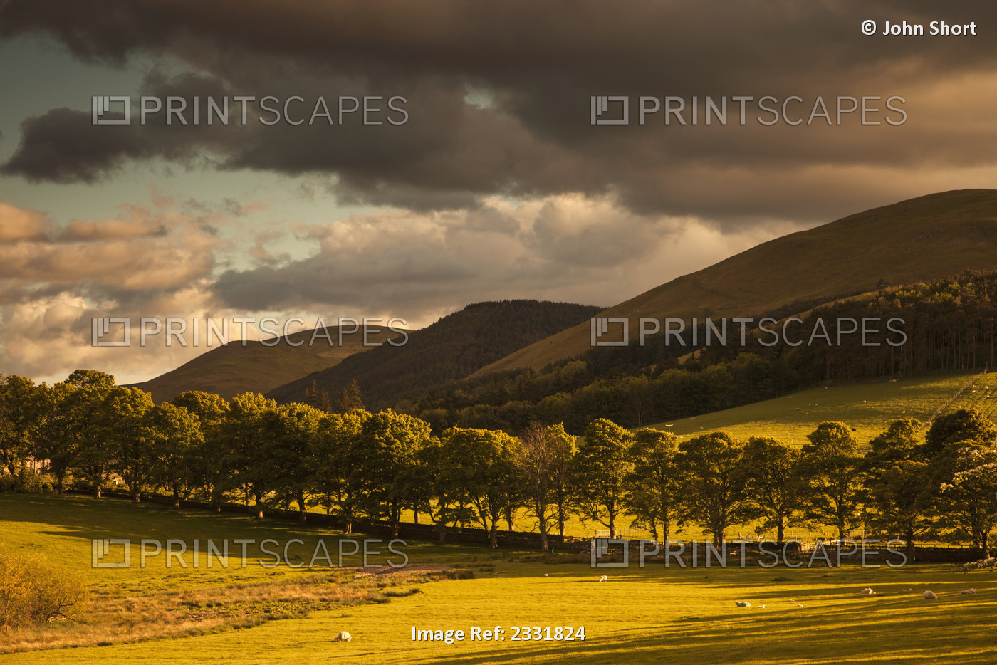 A golden landscape under a cloudy sky at dusk;Northumberland england