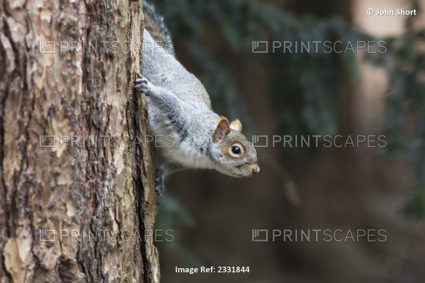 A grey squirrel making it's way down a tree trunk;Middlesborough teeside england