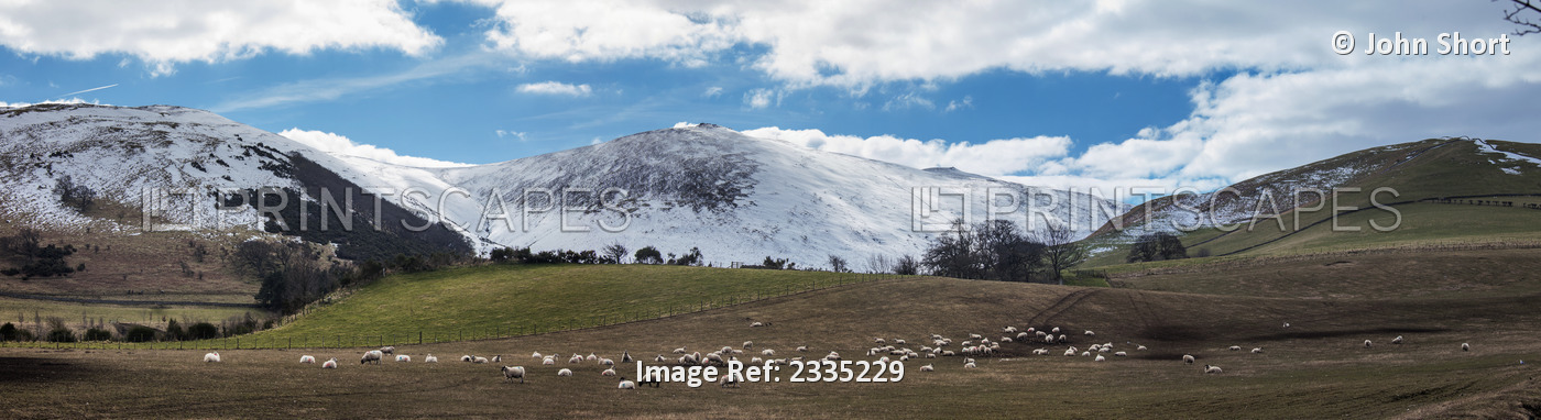 Sheep grazing in a field with snow covered mountains in the ...