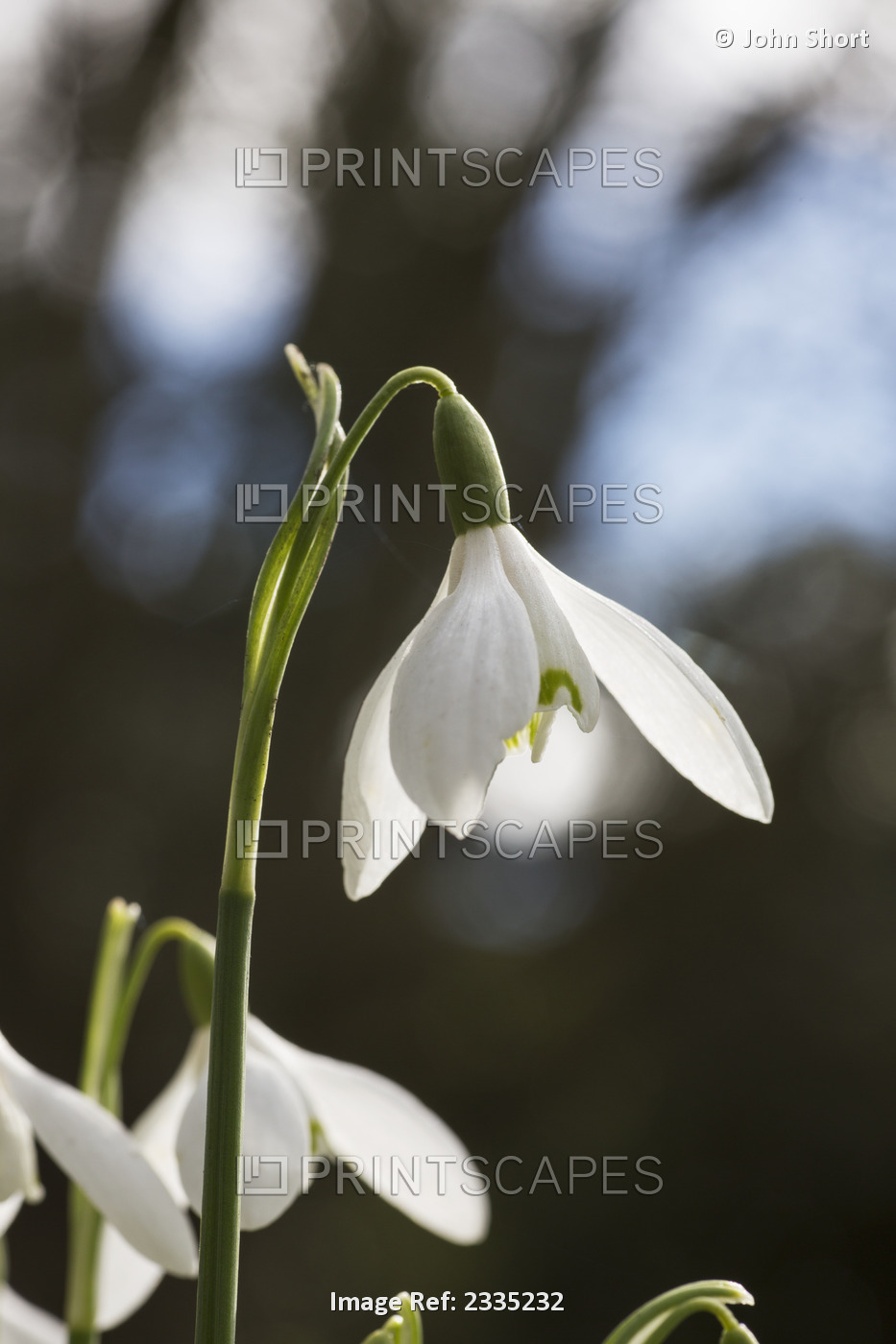 Snowdrop (Galanthus);Northumberland England