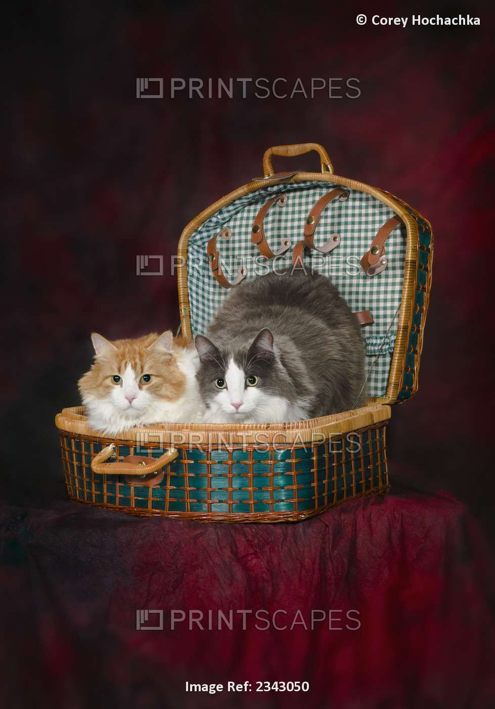 Portrait of two cats in a basket;St. albert alberta canada
