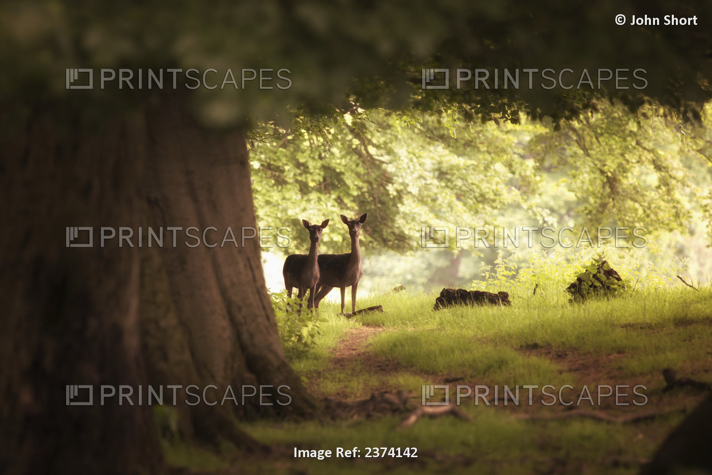 Two Deer Standing Together Under A Large Tree With Sunlight Illuminating The ...