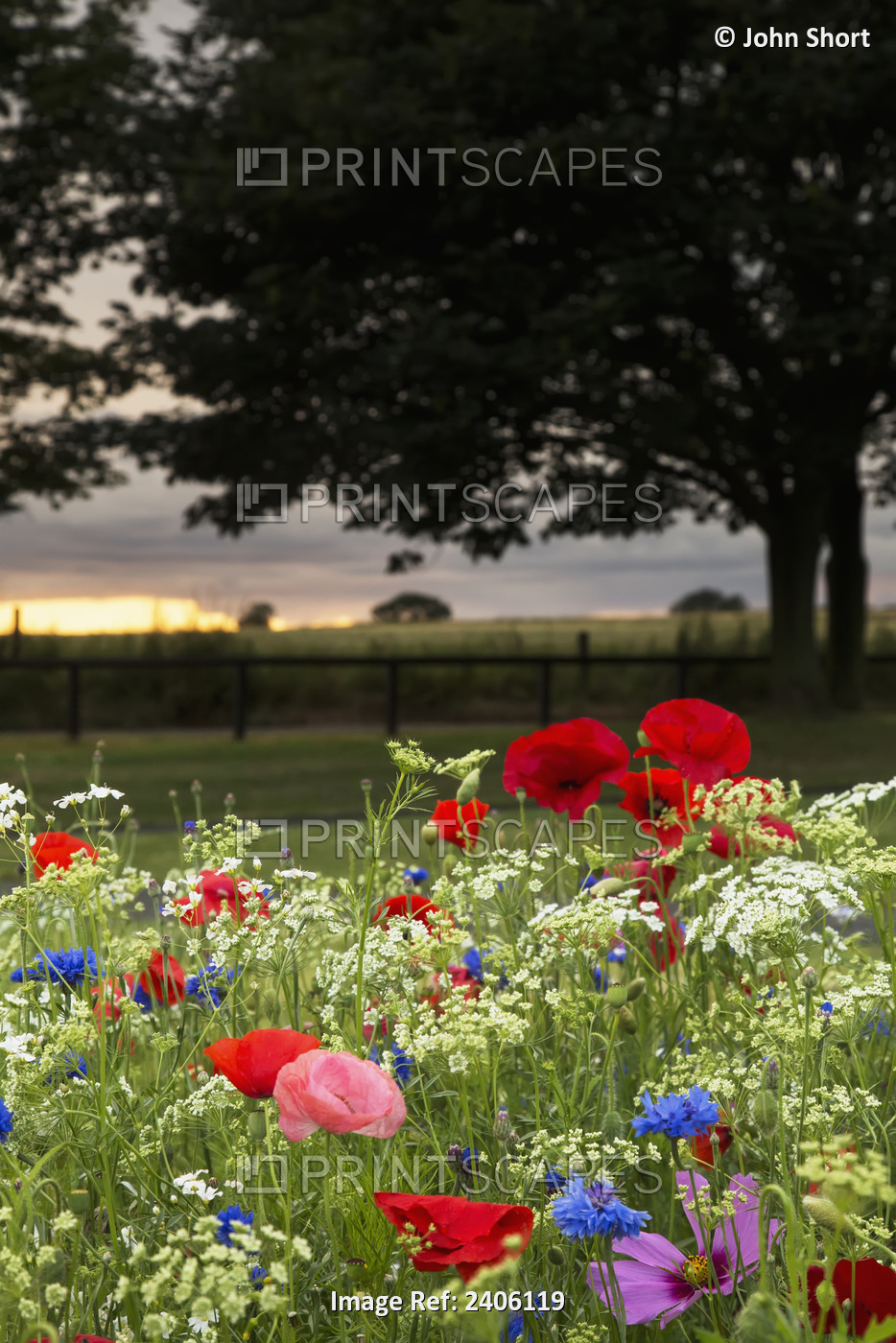 Colourful Flowers Blossoming In A Garden With A Sunset Sky In The Distance; ...