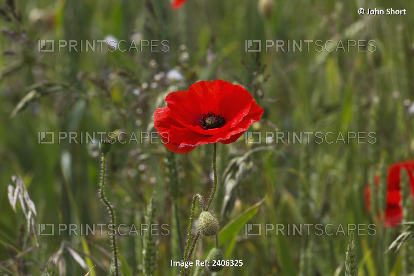 Close Up Of A Red Poppy Blossoming; Northumberland, England
