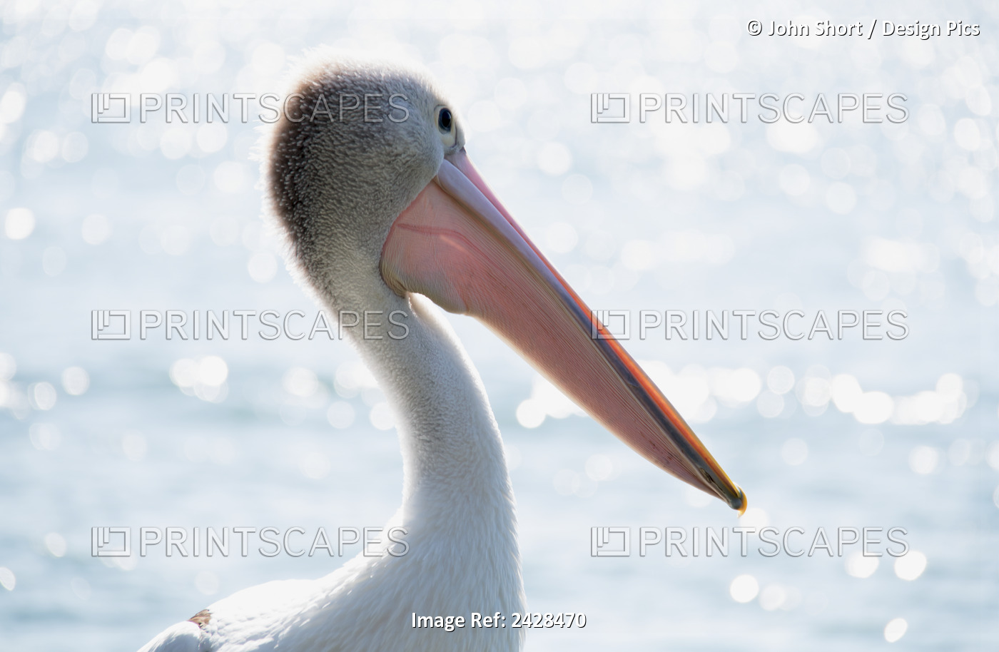 Pelican At The Water; Queensland, Australia