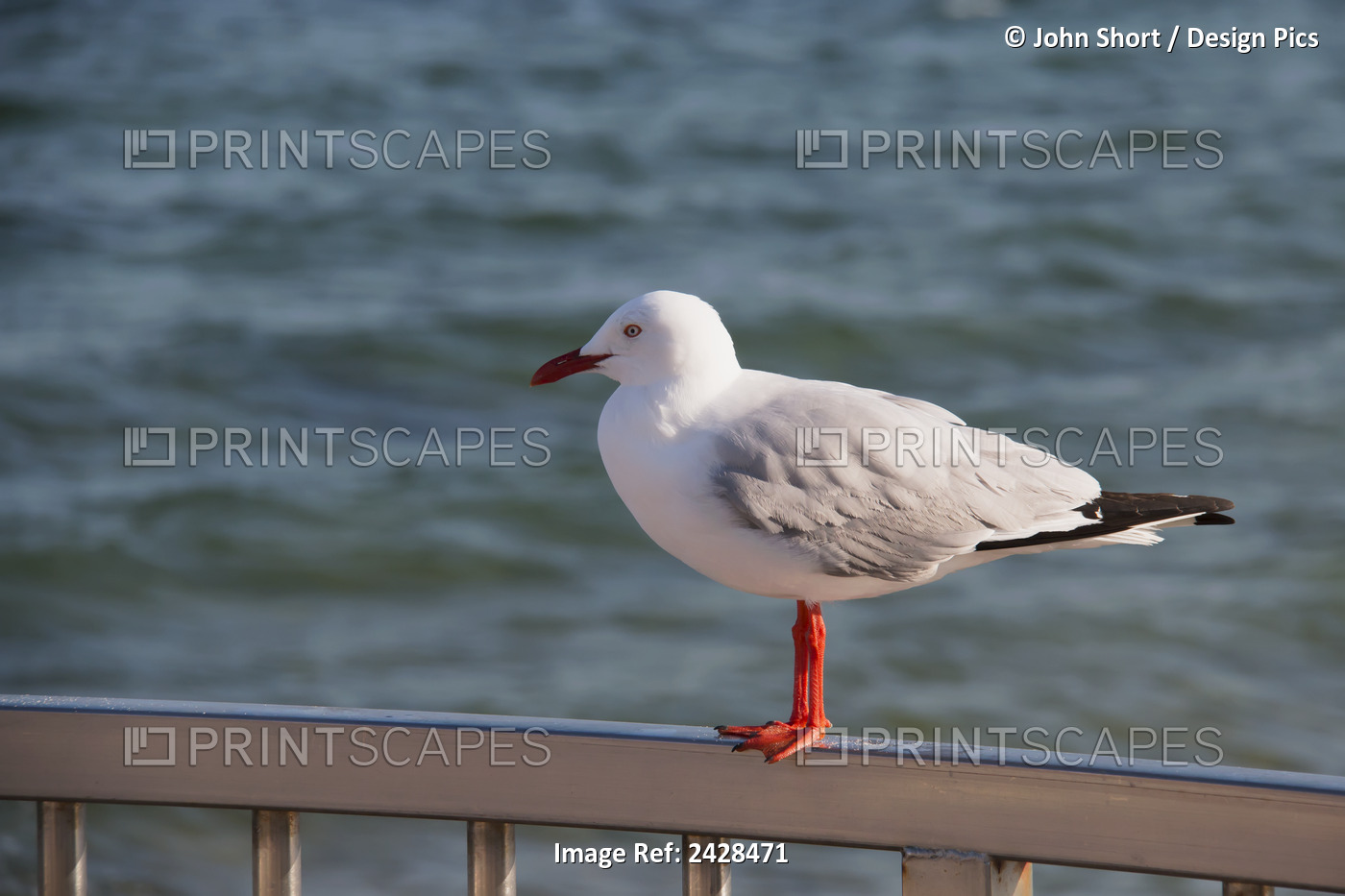 Bird Perched On A Railing At The Water's Edge; Brisbane, Queensland, Australia