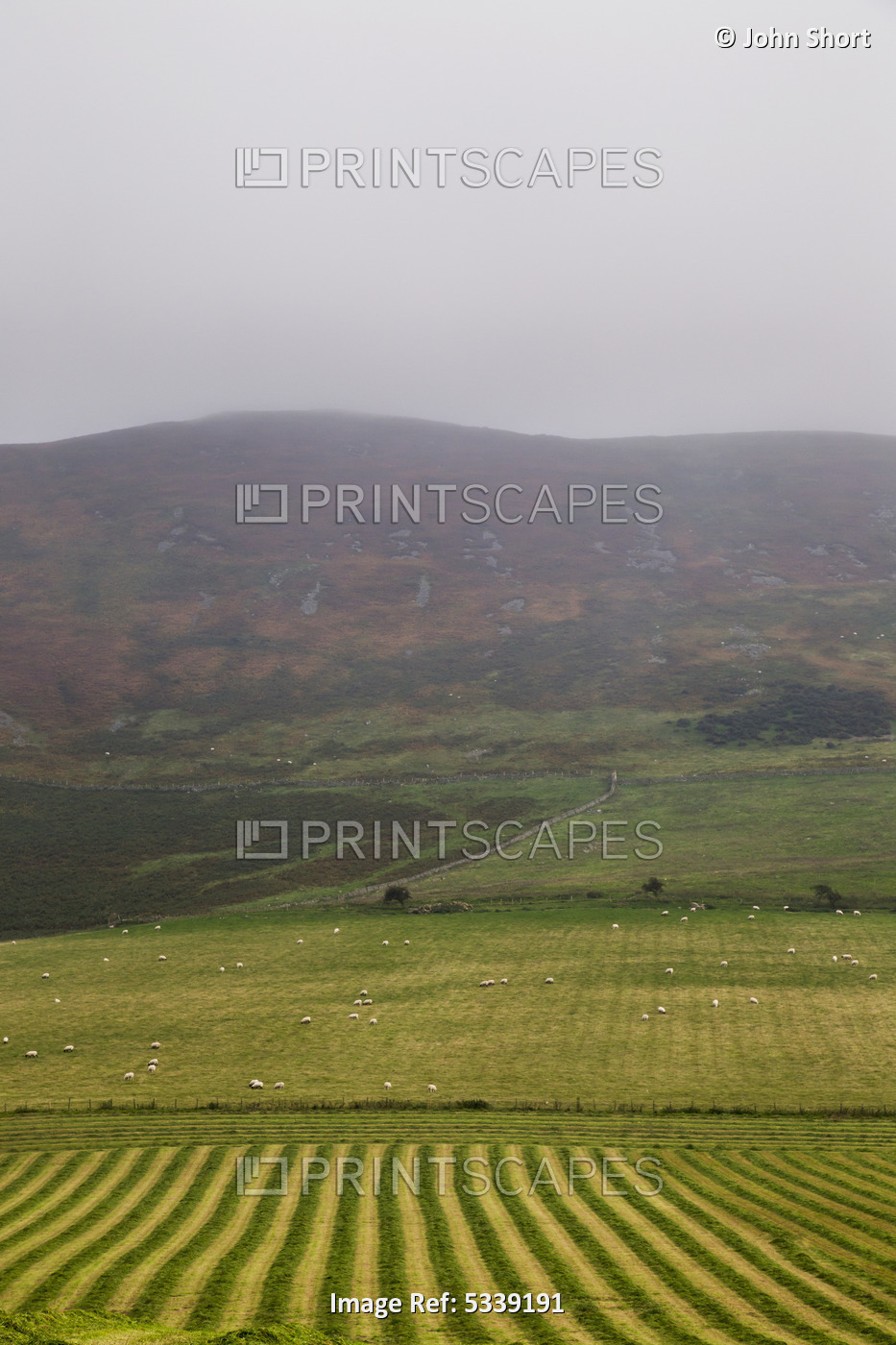 Farmland In The Foreground With Sheep Grazing On A Field In The Distance; ...