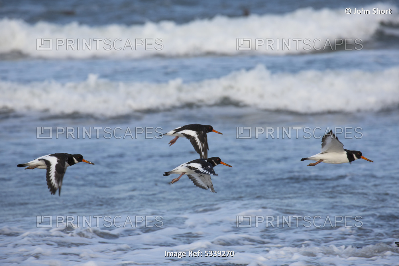 Flock Of Birds Flying Over Ocean Waves; Northumberland, England
